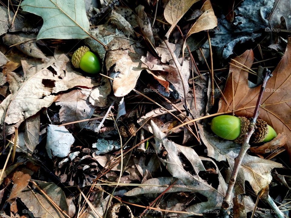 fresh acorns fallen on the ground