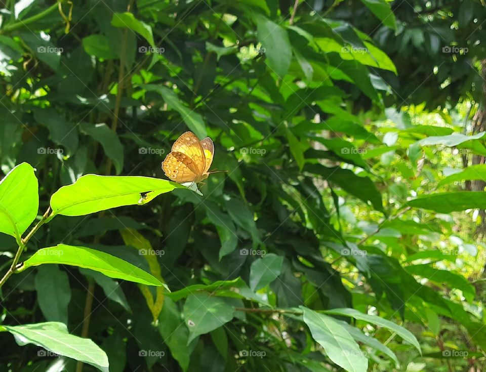 A butterfly rests on a leaf.