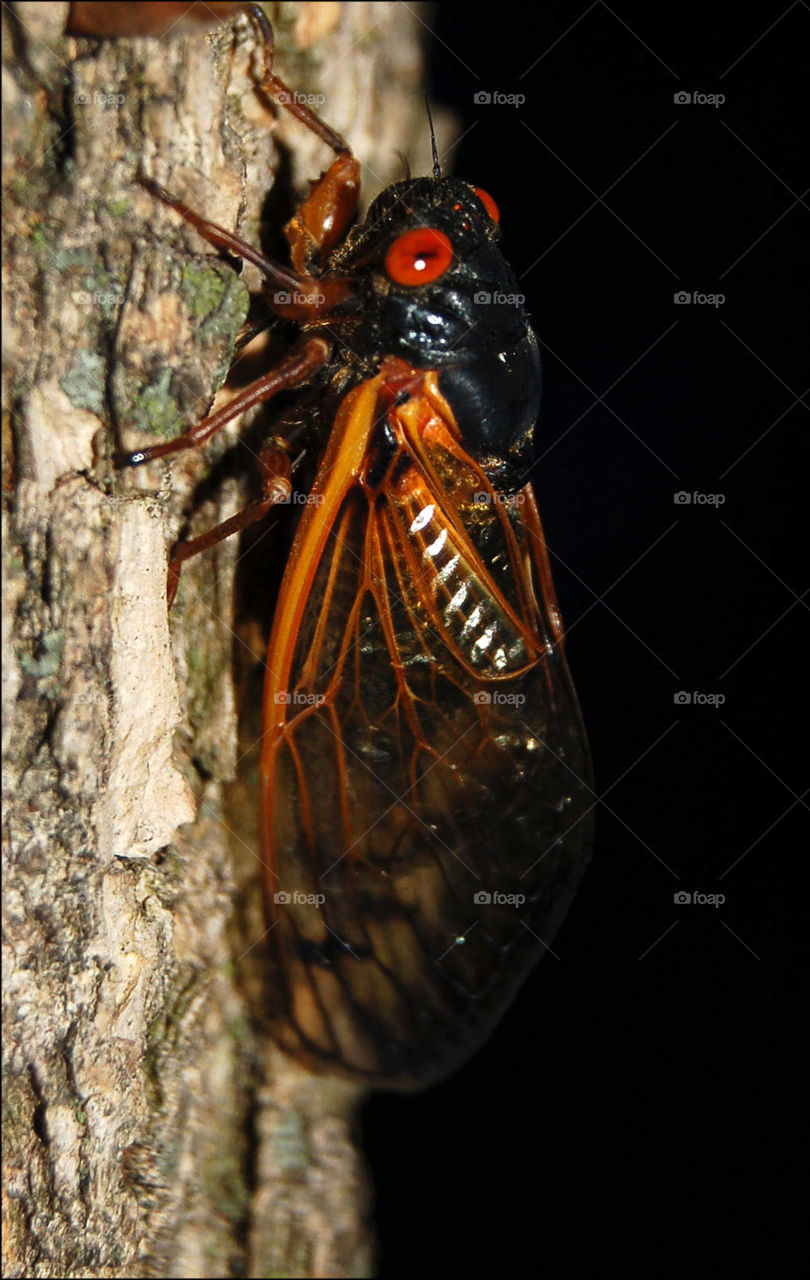Cicada climbing on a branch.