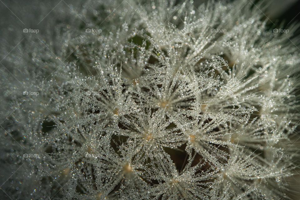 Macro picture