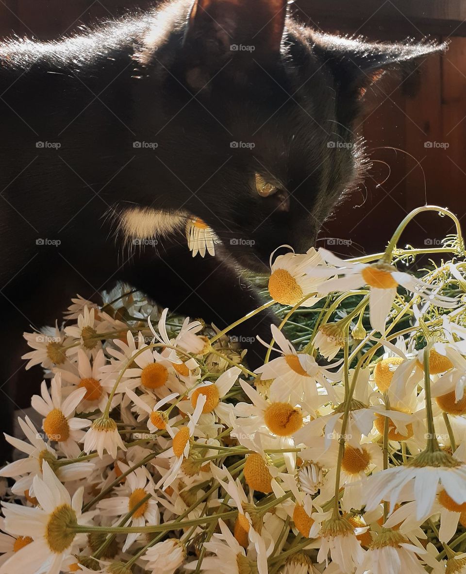 a black cat enjoys the smell of field white daisies