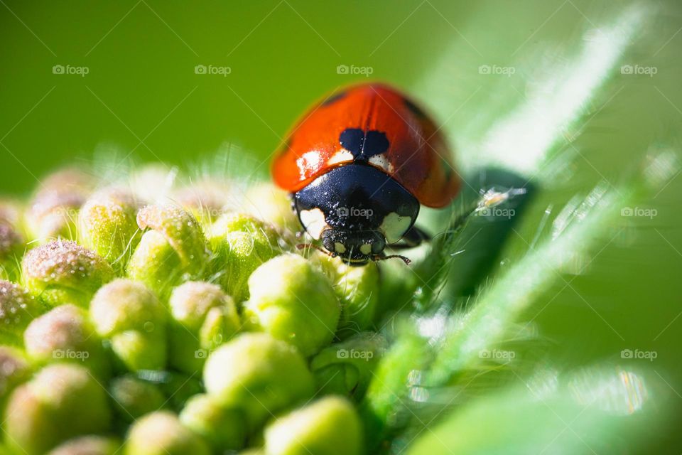 Insect macro