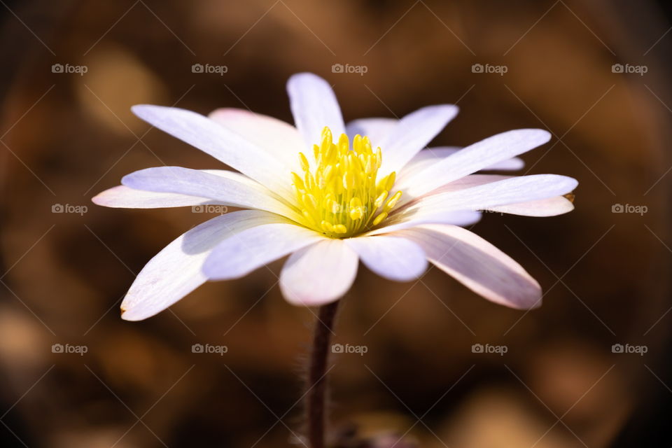 White and yellow beauty