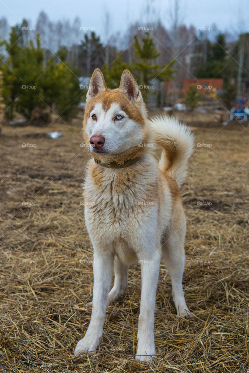 Portrait of a husky