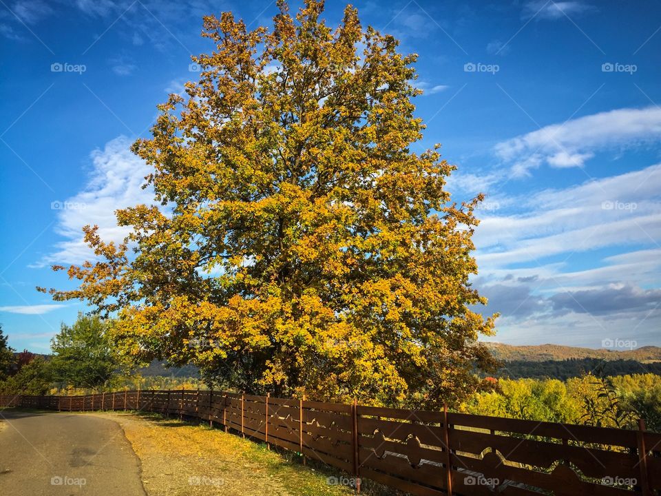 Tree with yellow autumn leaves on a sunny day surrounded by wooden fence