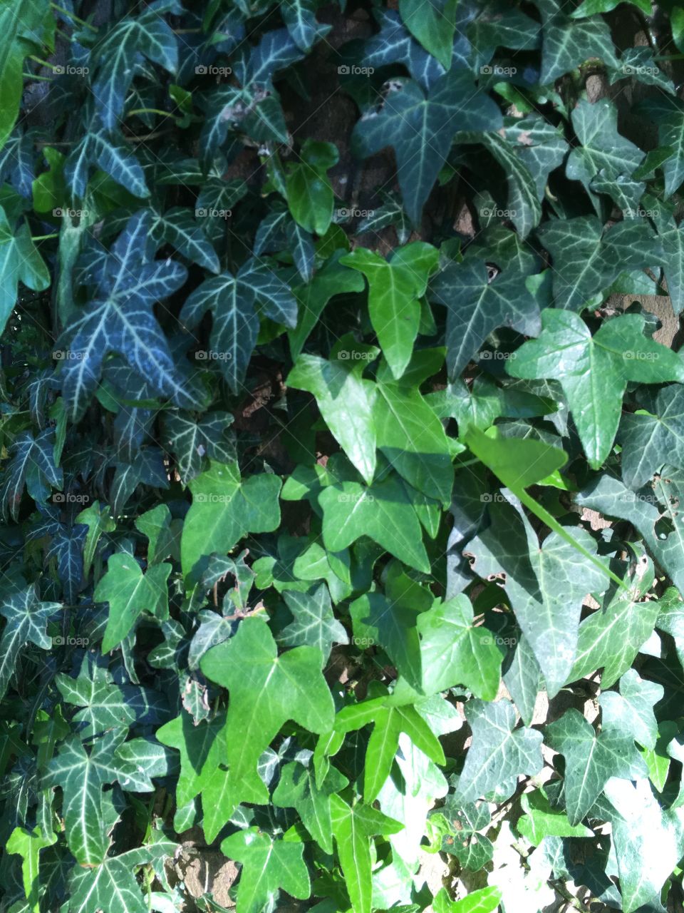 Close up view of two types of ivy - mid and dark green showing leaf veins On a tree trunk