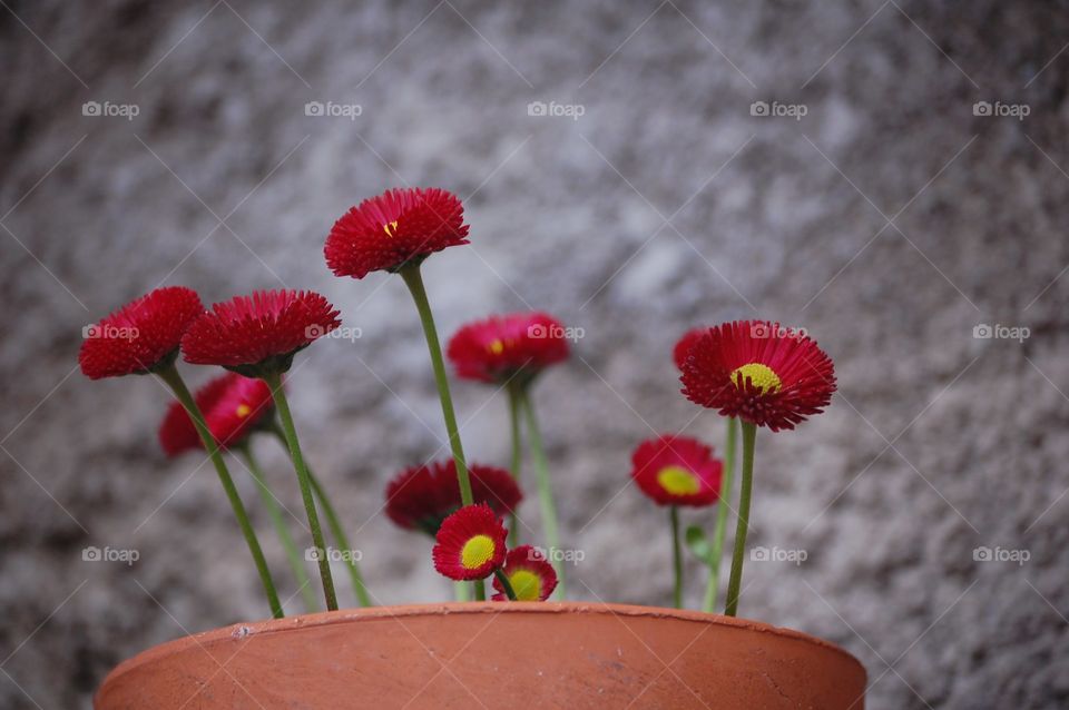 close-up of a red flowers
