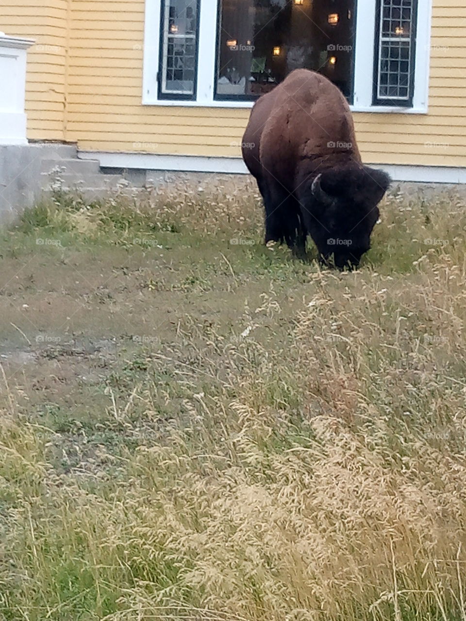buffalo roaming around. lake hotel. Yellowstone National Park