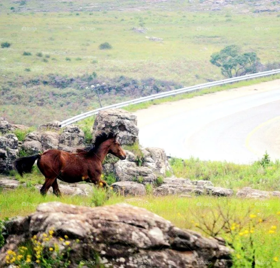 Wild horses