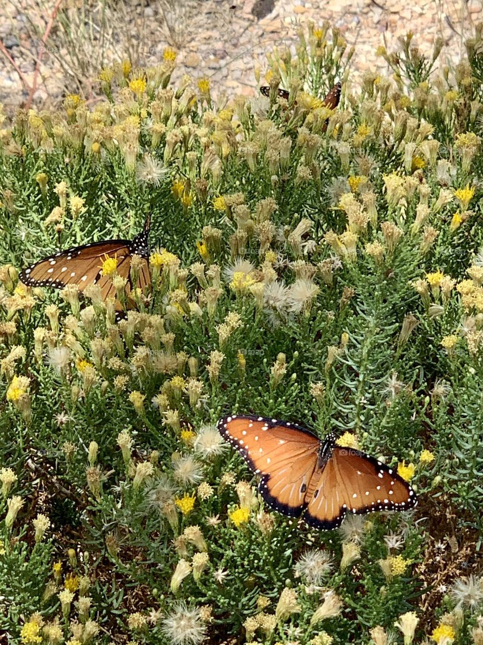 Butterflies Enjoying Nature 