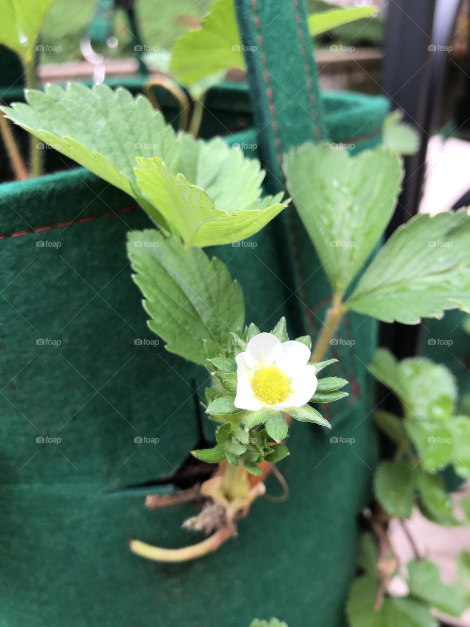 Grow bag strawberries 