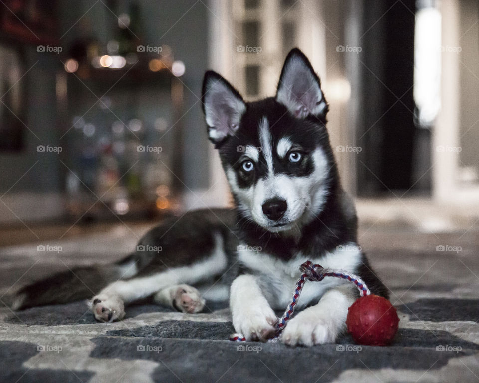 Cute little mini husky siberian playing with a red ball indoors 