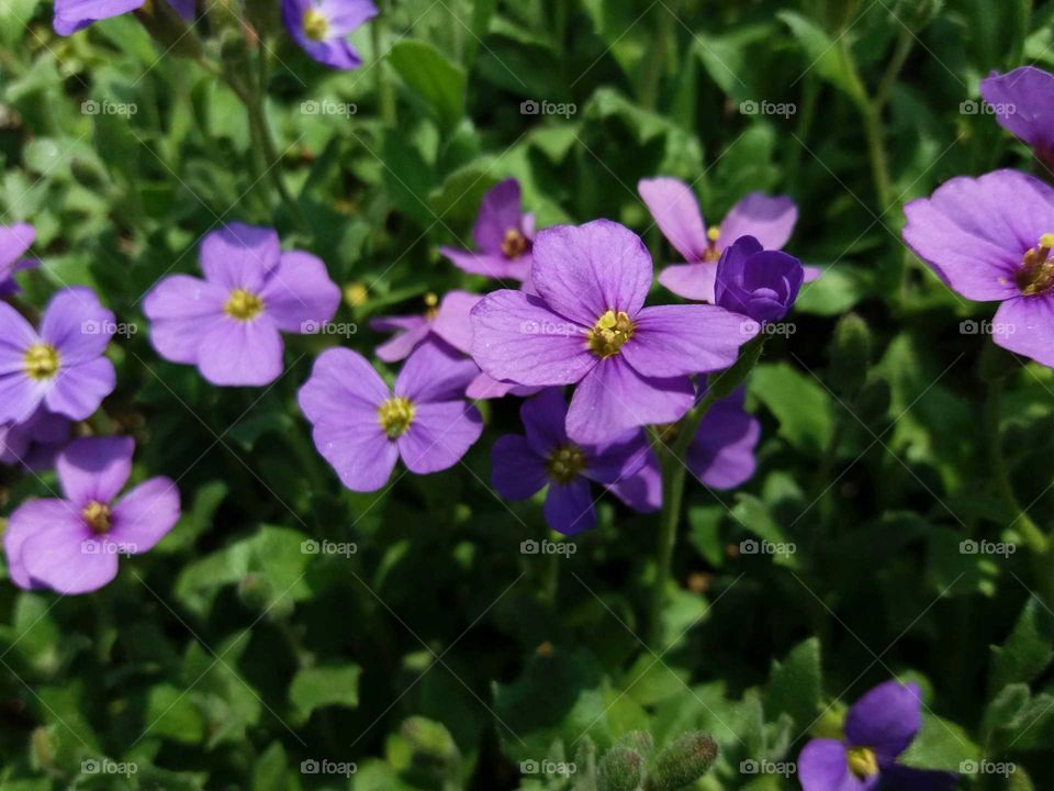 violet little flowers