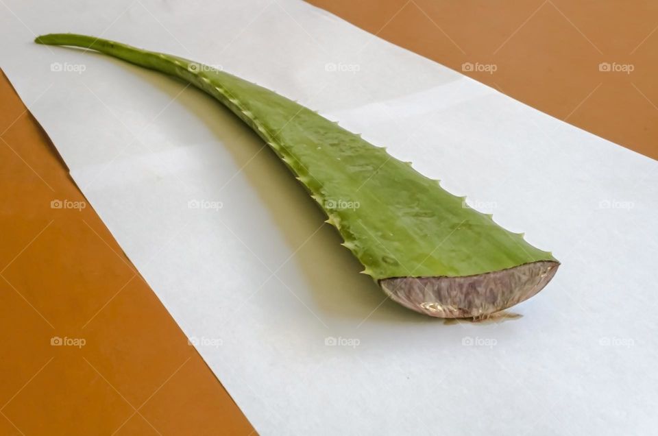 Aloe Vera Leaf On White Background