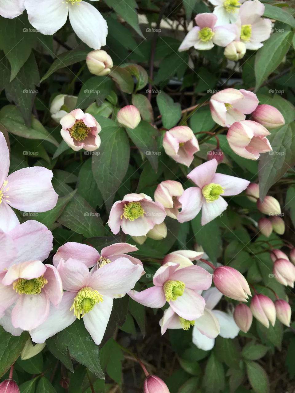 Clematis 