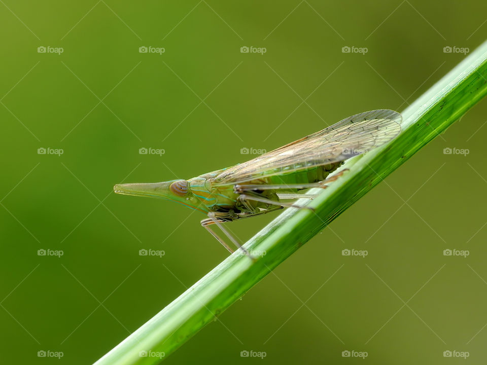 Grasshopper