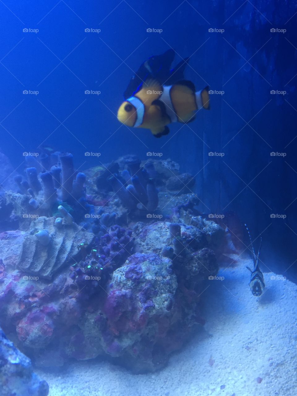 My salt tank. Clown fish