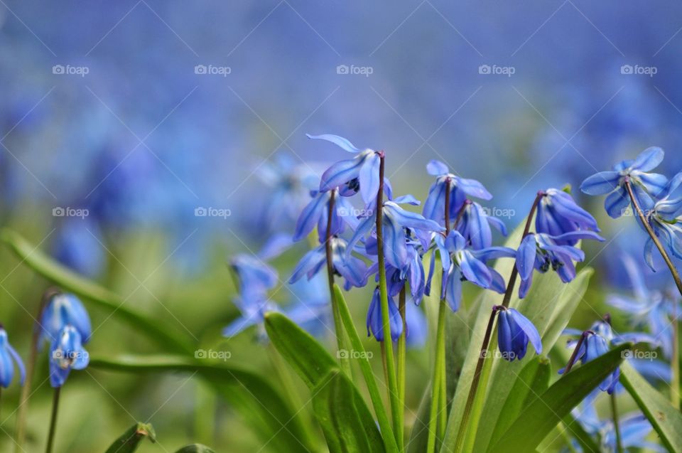 blue snowdrops field in gdynia, Poland