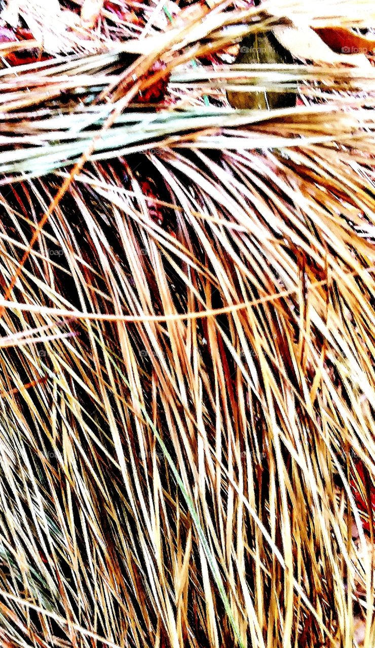 pine frond with red and brown leaves