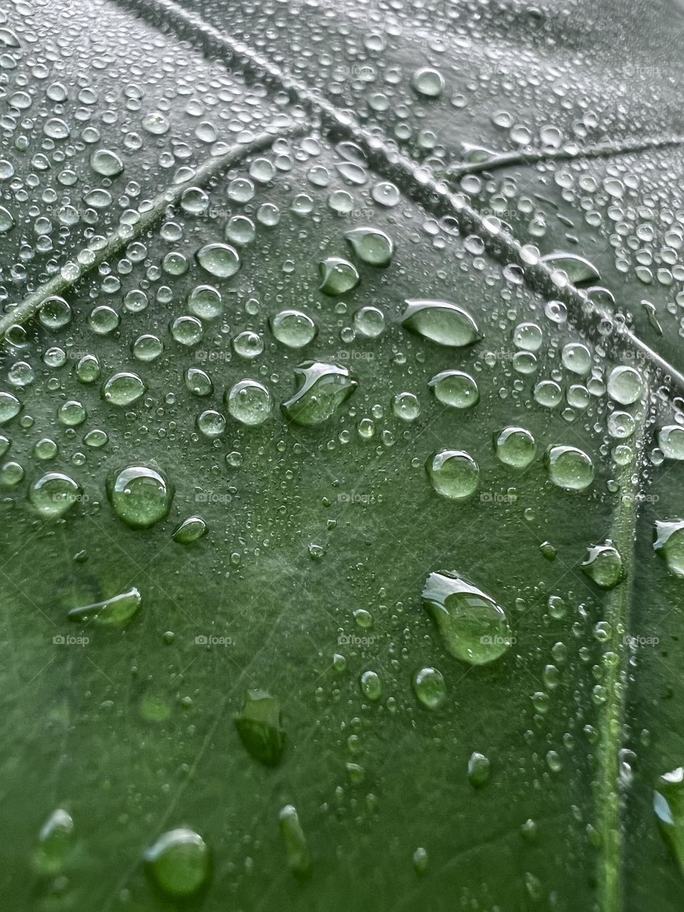 Water drops on a green leaf