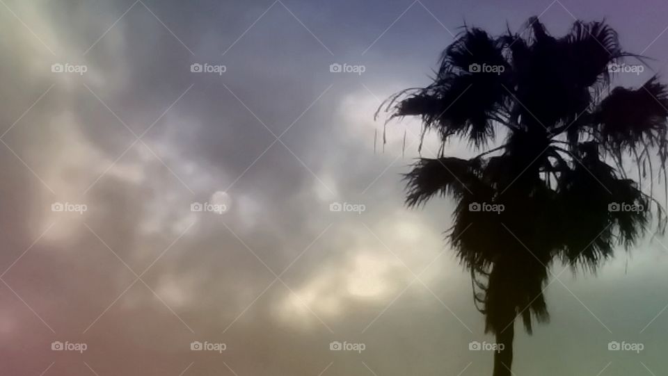 Palm Tree in a Cloudy Sky