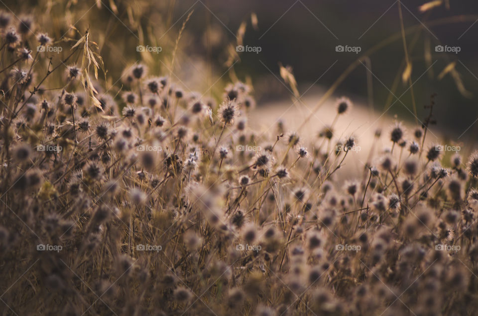 Grasses and light at golden hour 