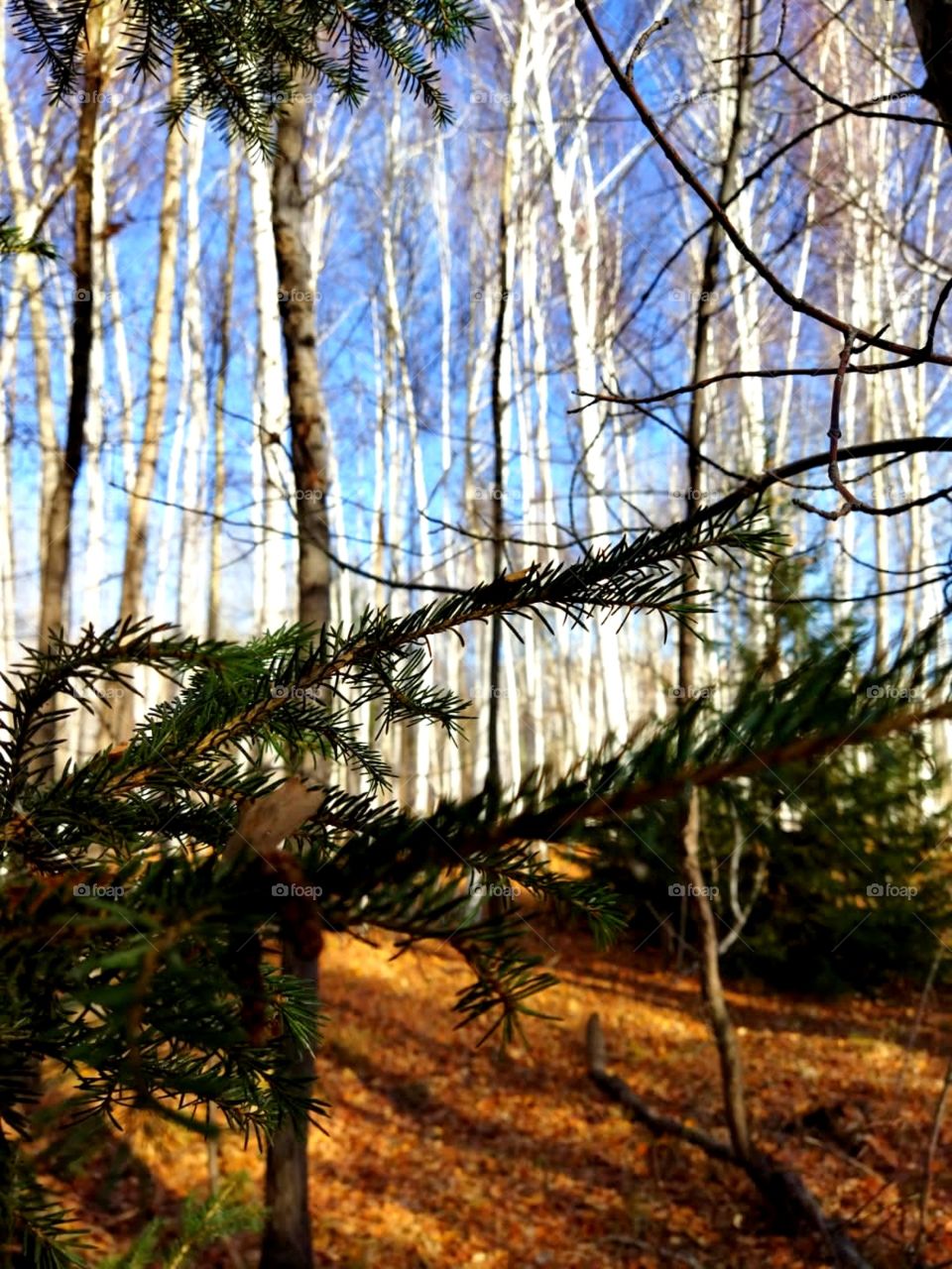 Forest fairy tale, tree, autumn forest, walk in the fresh air