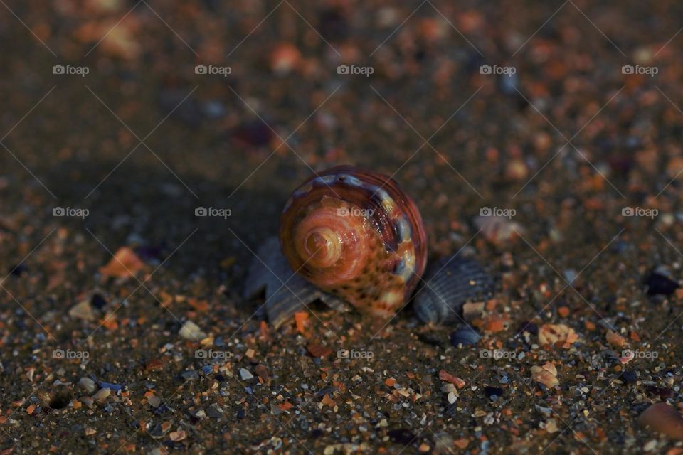 Shells are some of the most beautiful symbols of a trip at the seaside.