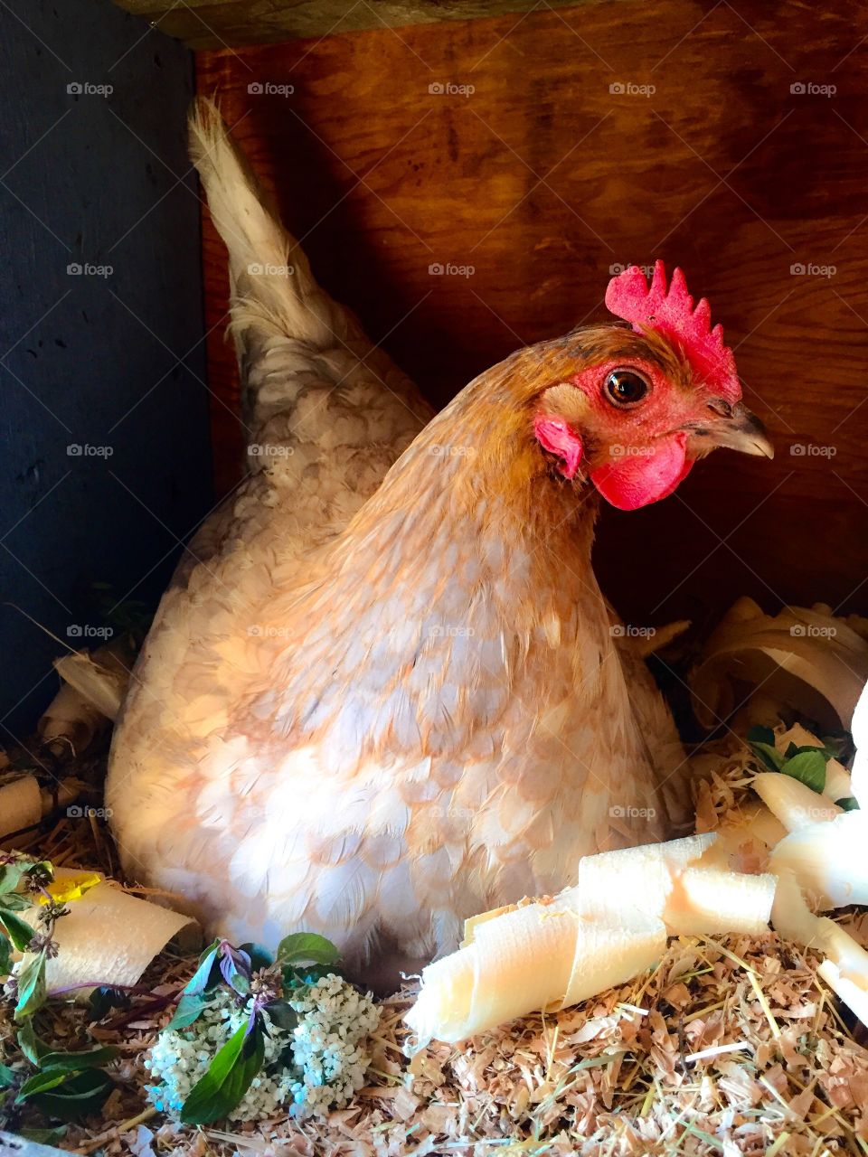 A nesting mother hen on her clutch of eggs. Enjoying her fresh pine shavings, fresh mint and yarrow herbs. 