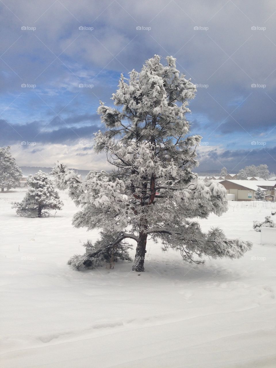 Snowy Tree 1