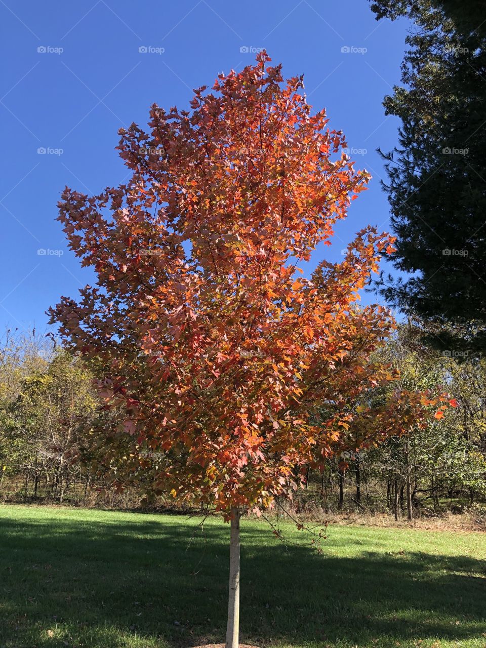 Autumn leaves changing on tree 