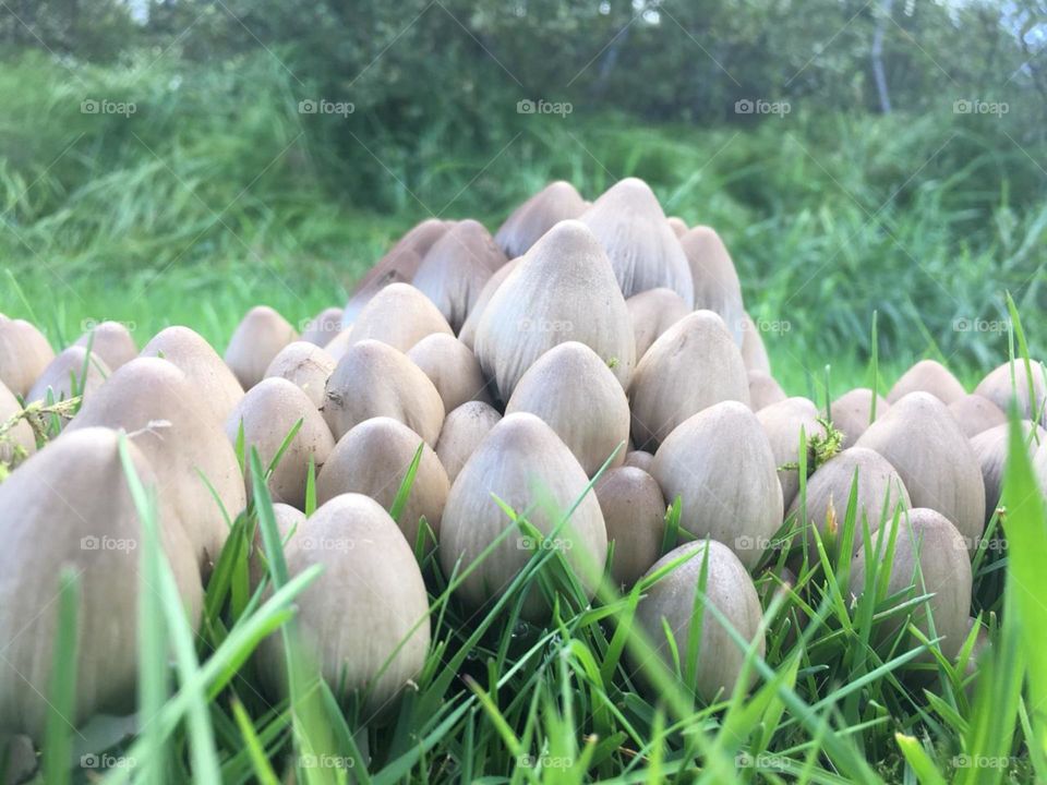 Art of nature.. wild mushrooms like easter Eggs 👐👐