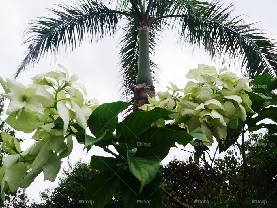 White cream flowers, one palm tree