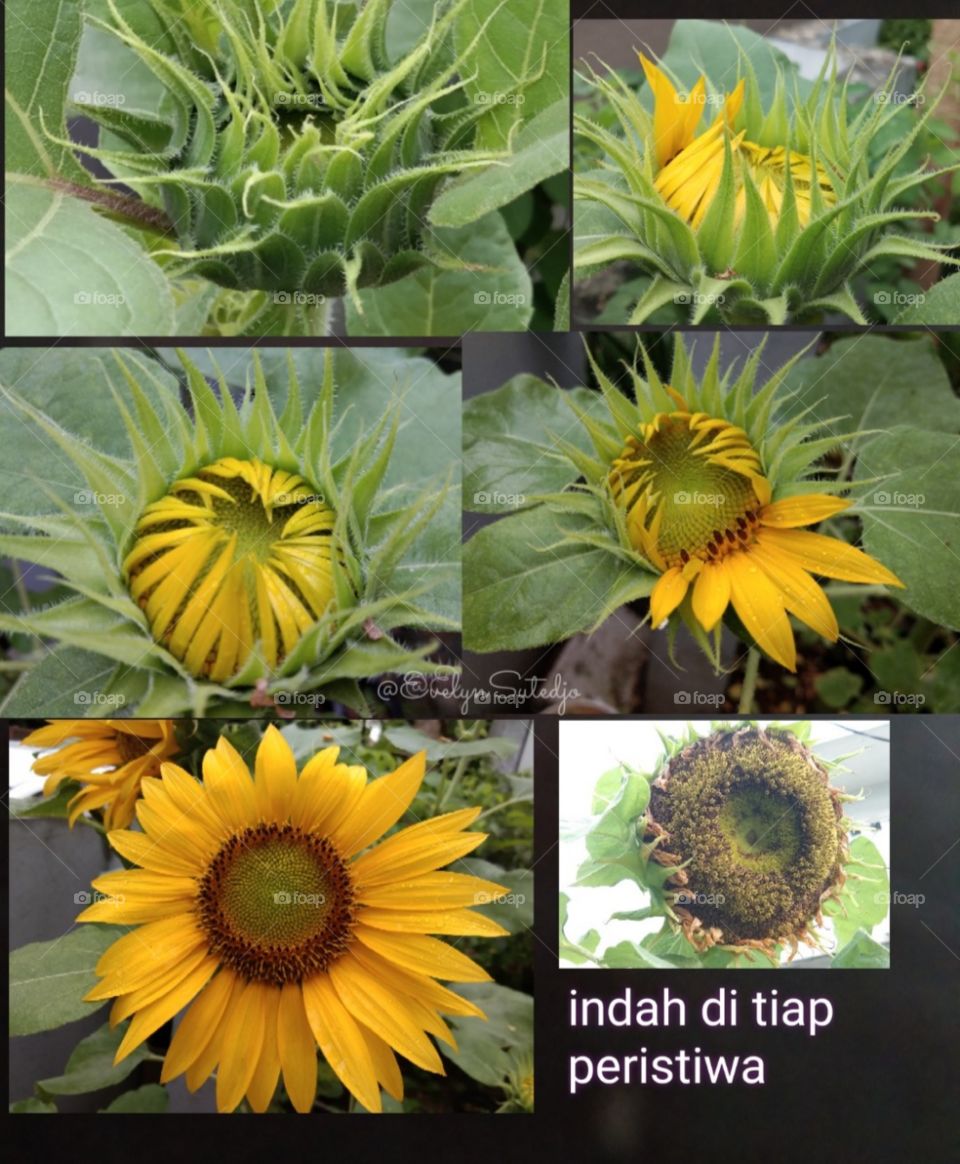 bunga matahari