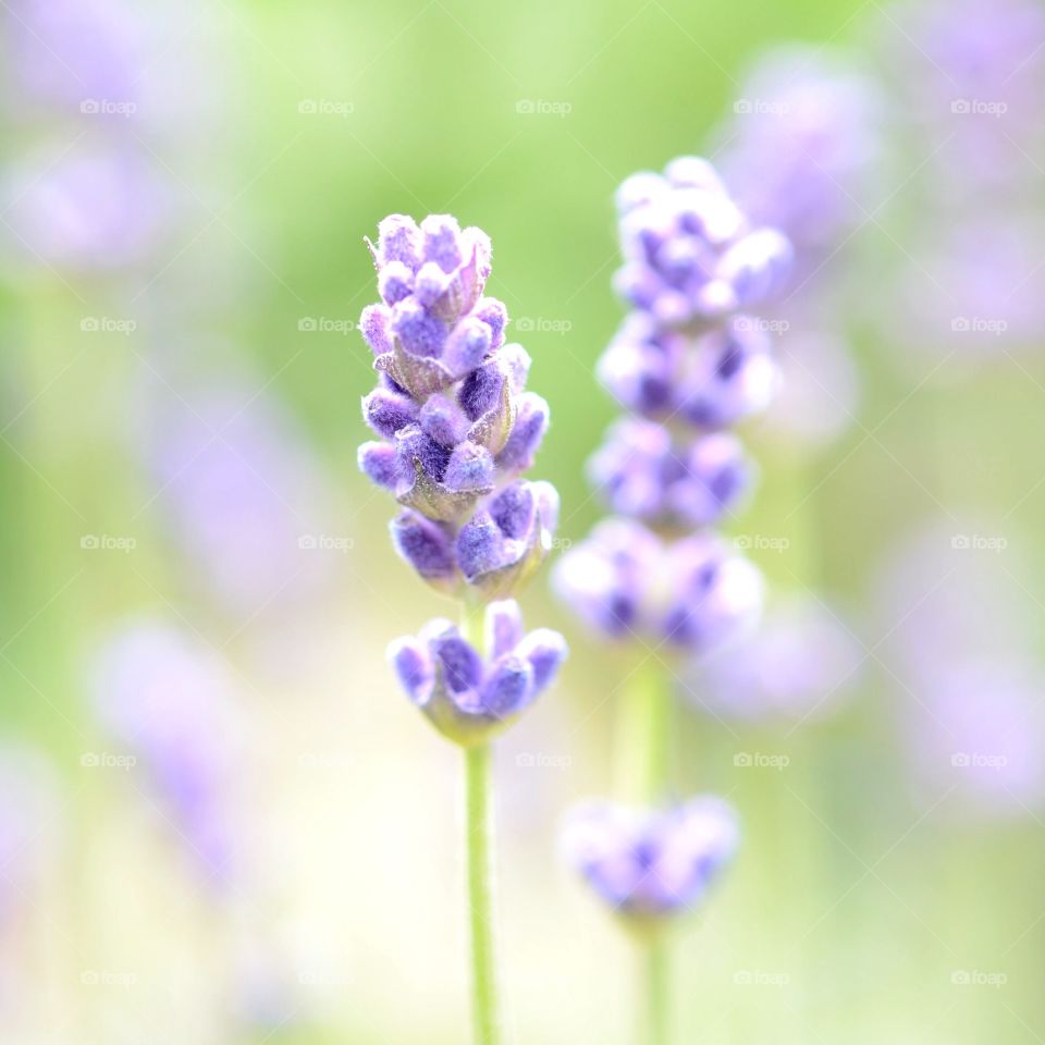 Lavender blossom in garden