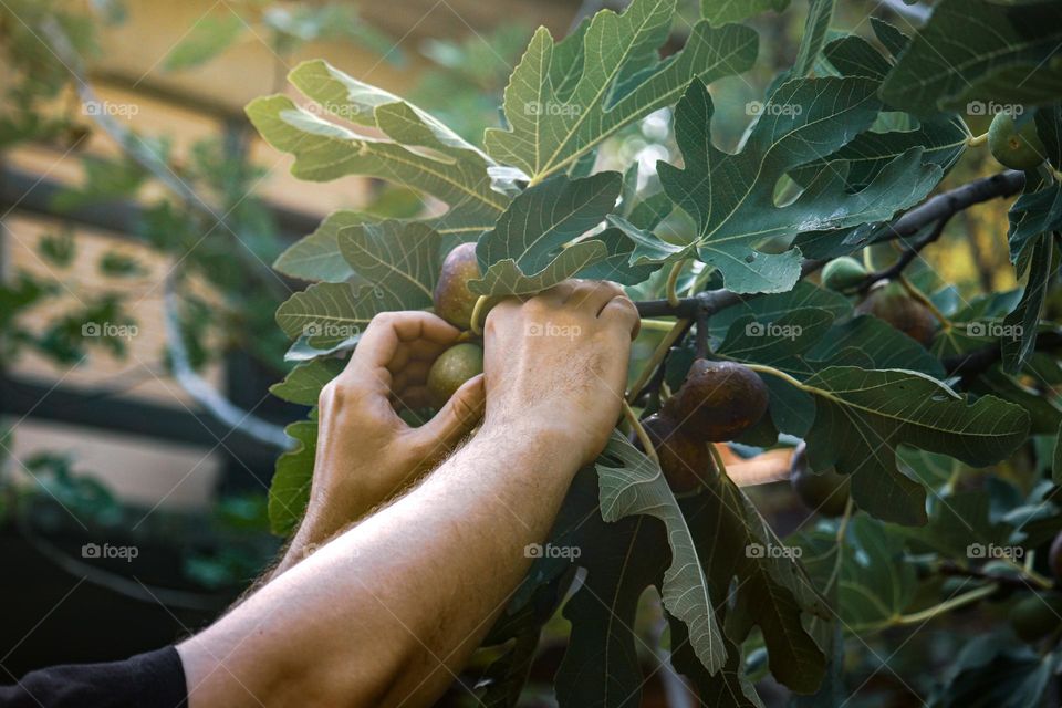 Harvesting figs - contryside