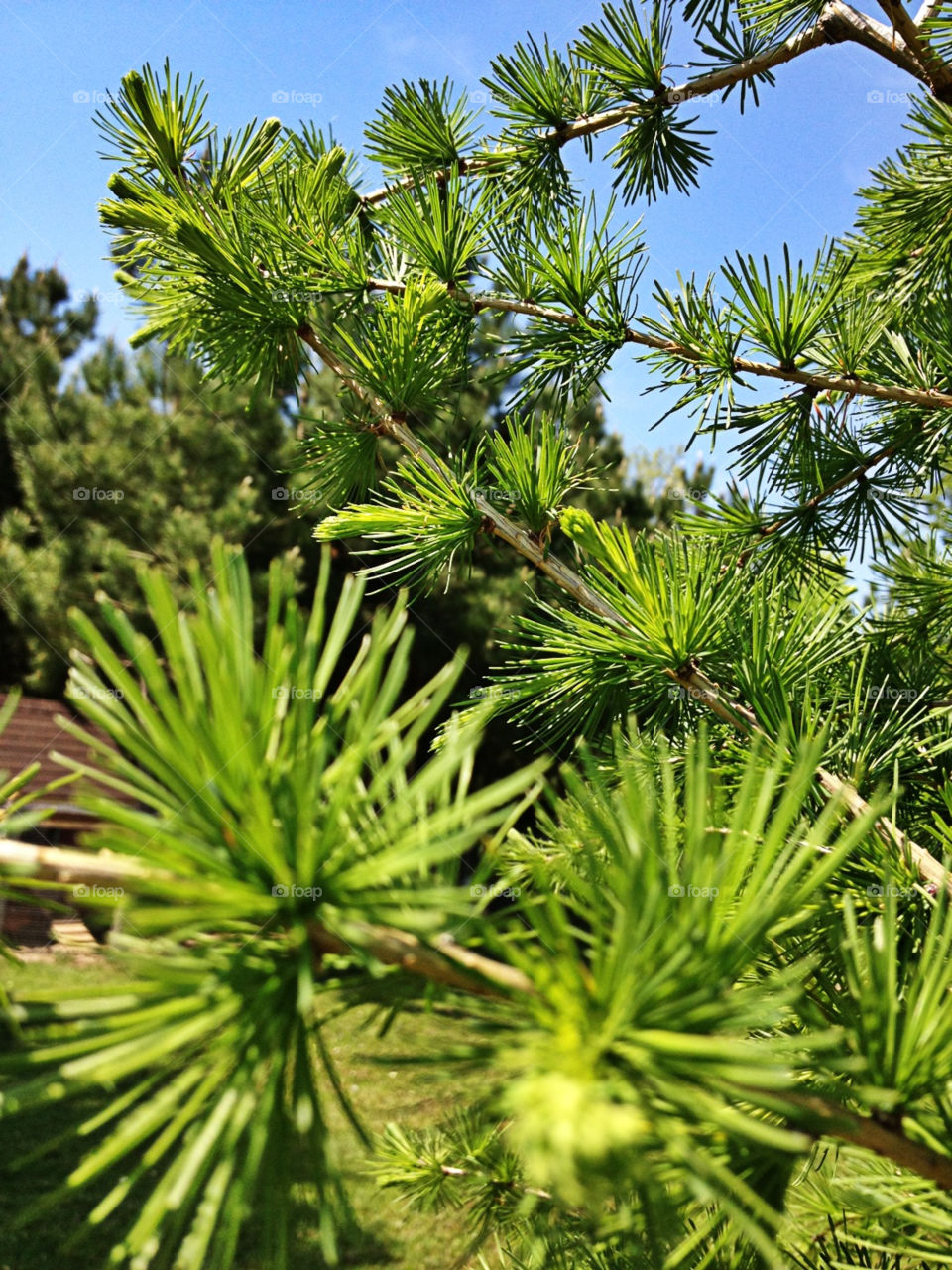 green tree bluesky pine by whym