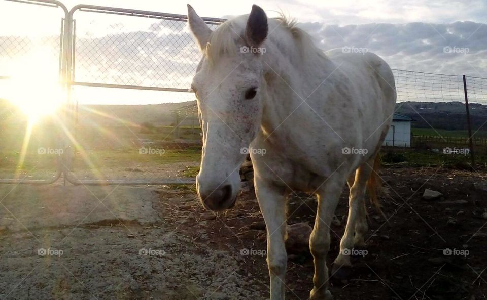 reflejando un precioso caballo