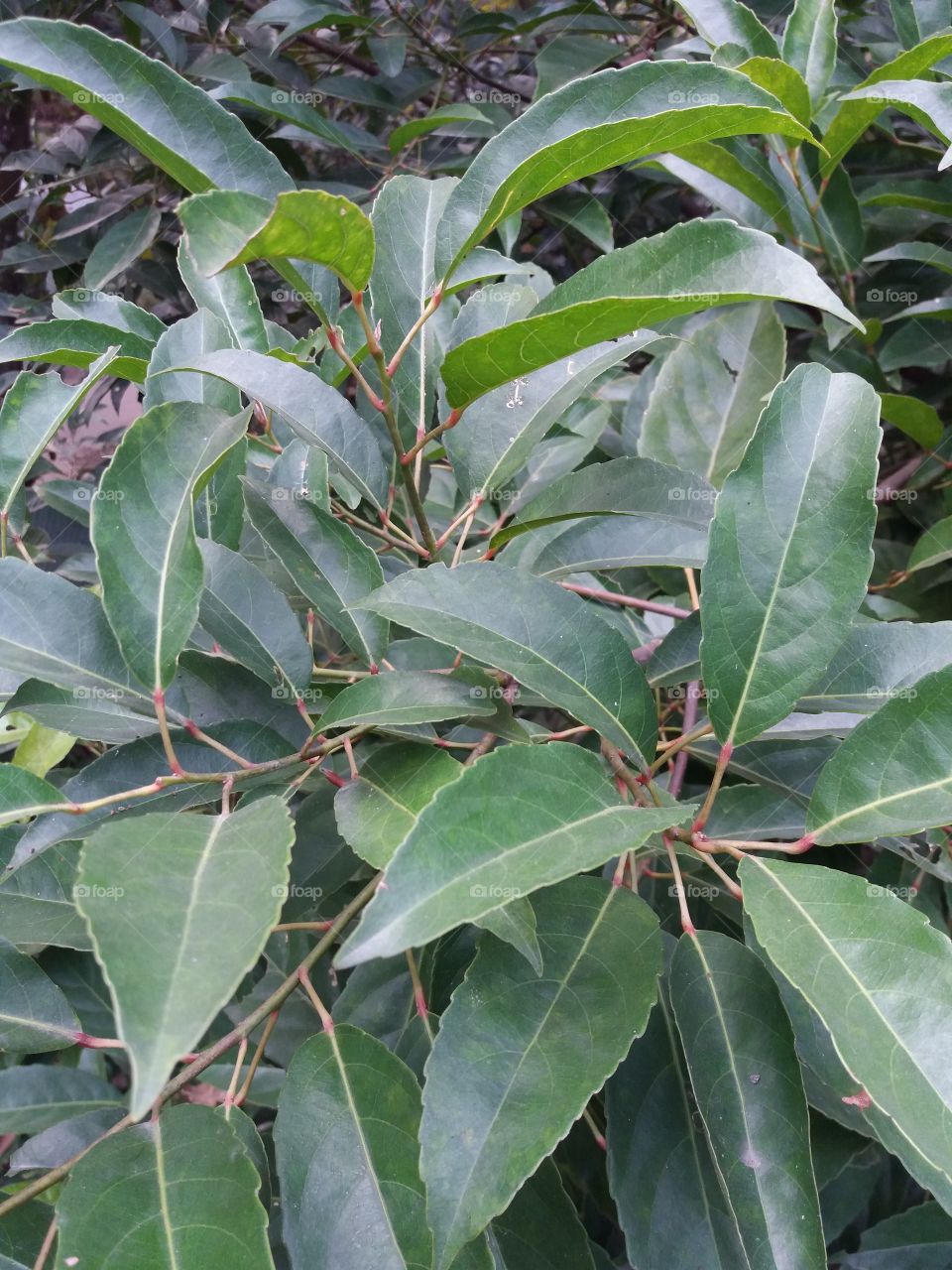 Leaf, Nature, No Person, Flora, Tree