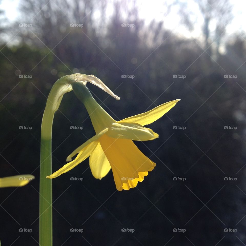 Daffodil. Daffodil