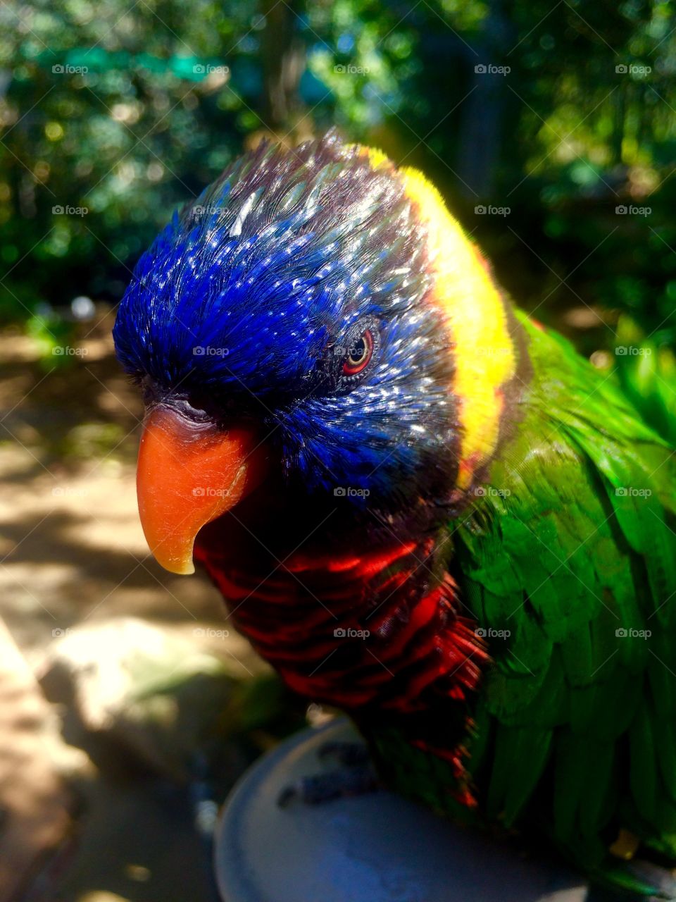 Lorikeet 