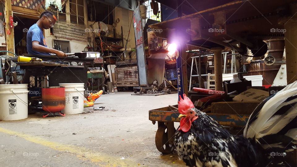 Chicken in a glass shop
