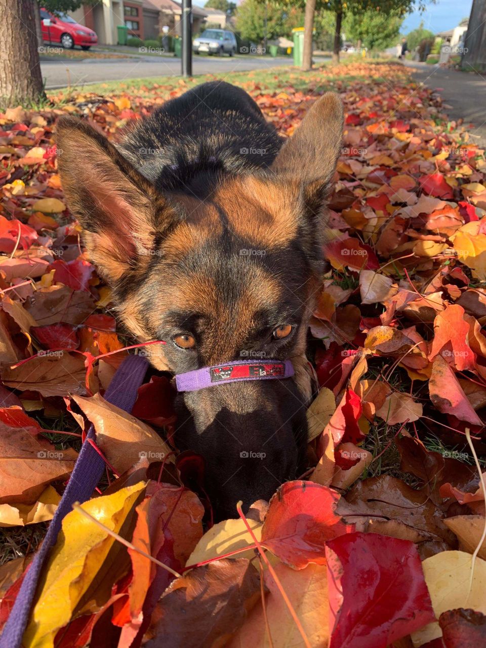 Hiding in the leaves