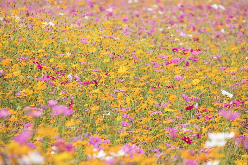 The beautiful colorful flower field