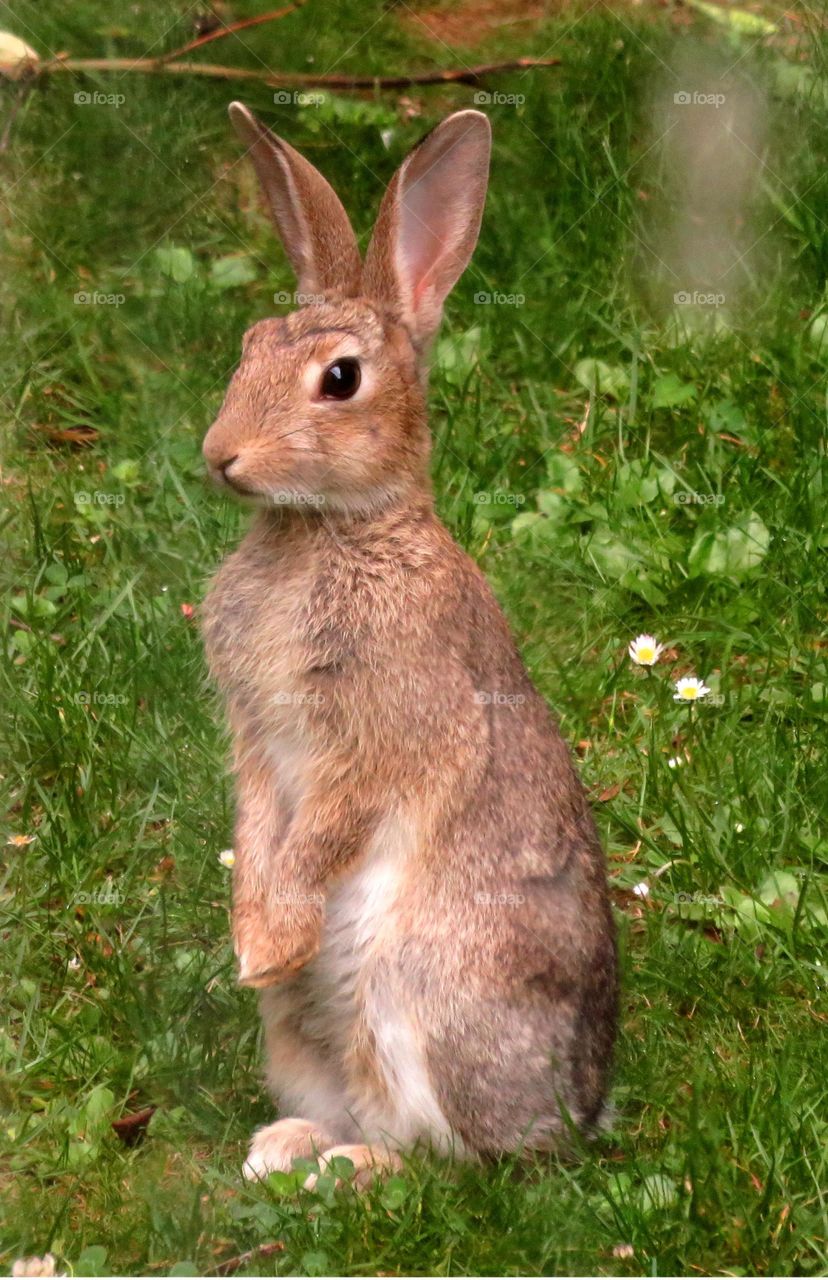 cute rabbit