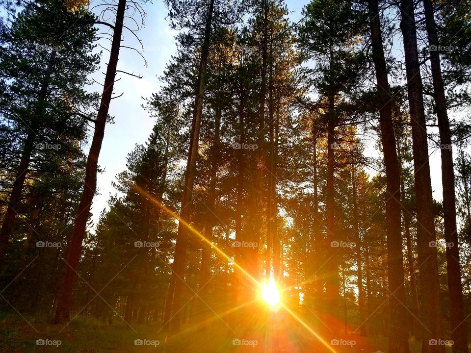 sunset in the forest