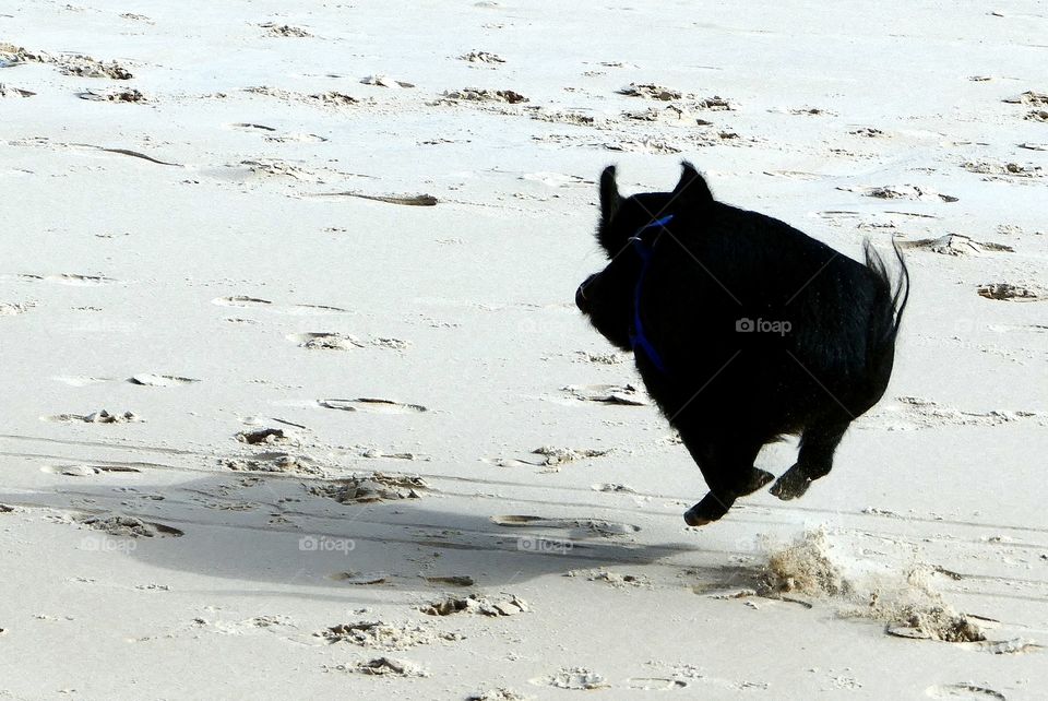 Pet pig flying across sand.