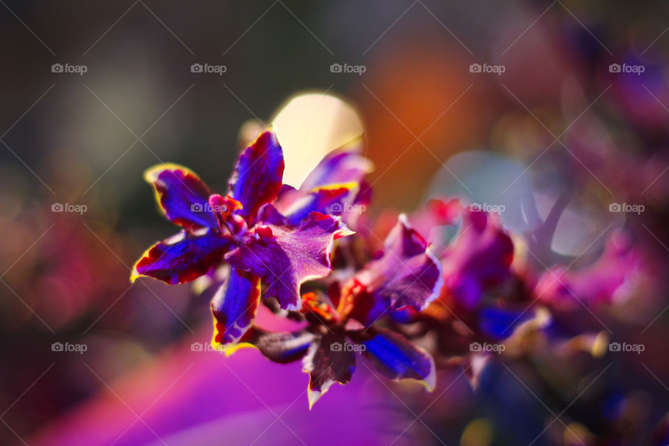 beautiful flowers nature violet orchid