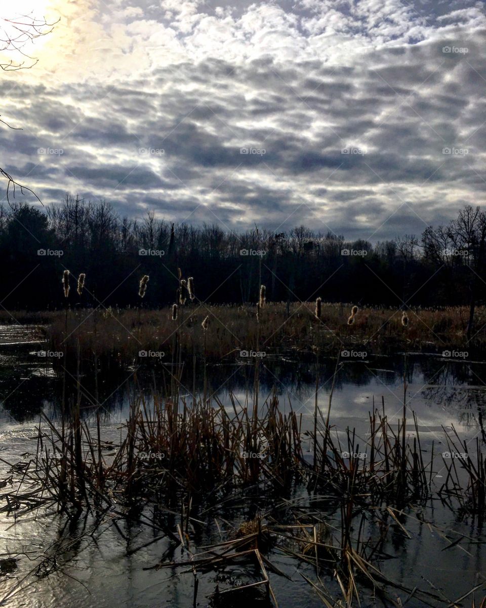 Cattails