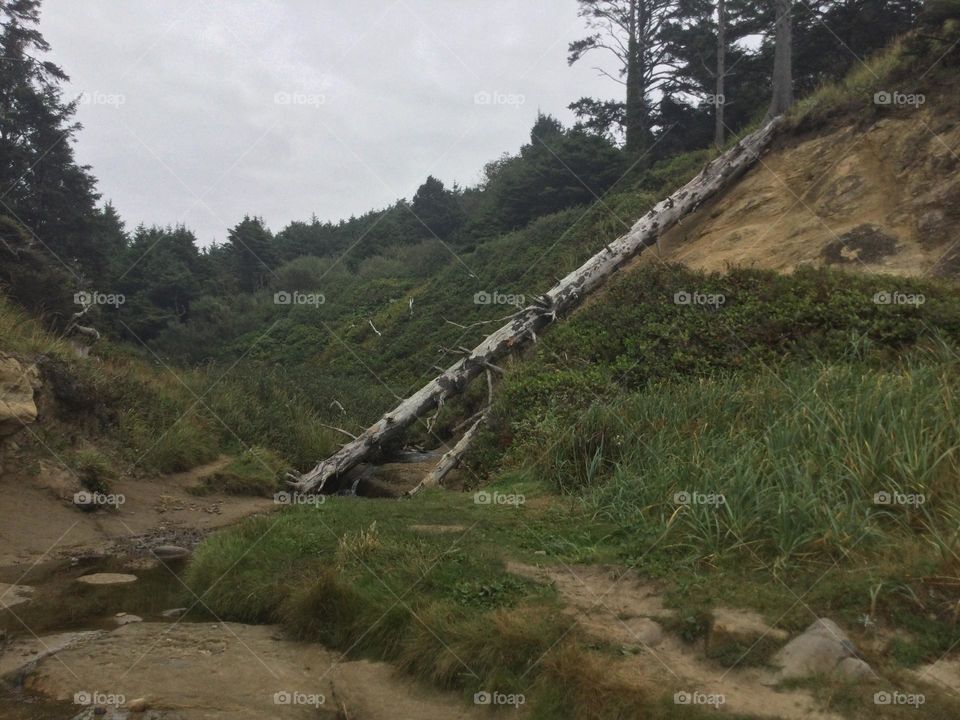 Cliff by the Pacific Ocean at Hug Point in Oregon 